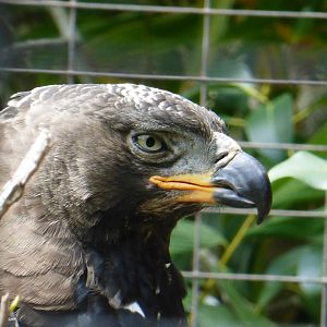 African crowned eagle