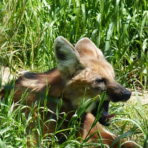 Maned wolf