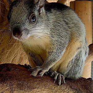 Costa Rica variegated squirrel