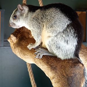 Costa Rica variegated squirrel