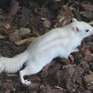 Striped ground squirrel mutation