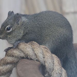 Pere David's rock squirrel
