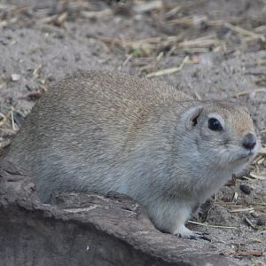 Richardson's ground squirrel
