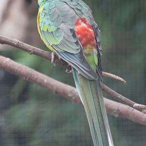 Red-rumped parrot