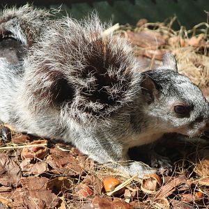 Costa Rica variegated squirrel