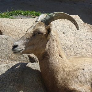 Big horn sheep