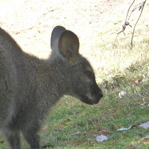 Red necked wallaby