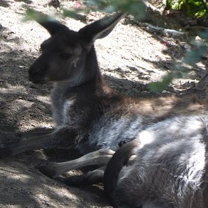 Western grey kangaroo with joey