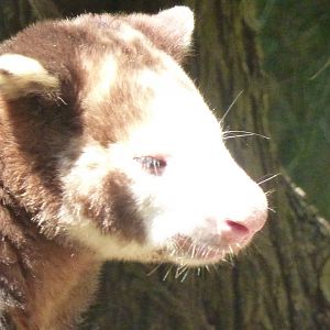 Matschies tree kangaroo