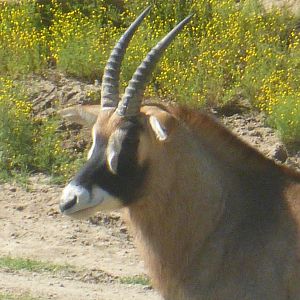 Roan antelope