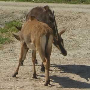 Sable antelope locking horns