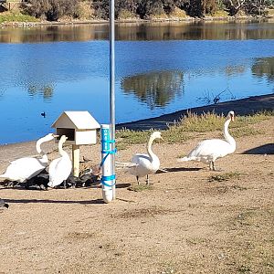 Mute Swans @ feeder in Northam WA