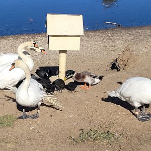 Mute Swans @ feeder in Northam WA