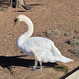 Mute Swan with Angel wing