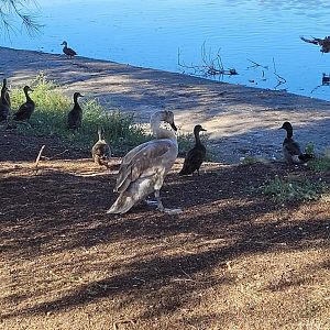 Mute Swan @ Northam - presumed young judging by its colour