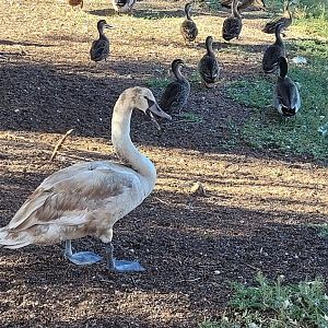 Mute Swan @ Northam - presumed young judging by its colour