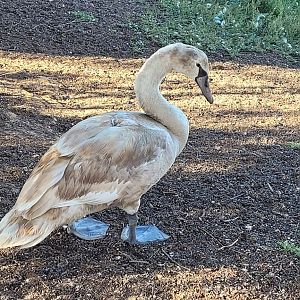 Mute Swan @ Northam - presumed young judging by its colour