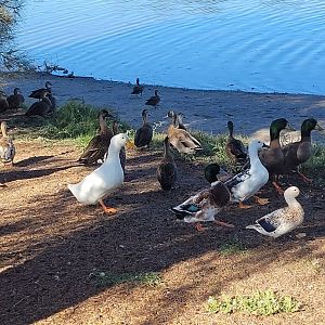 Domestic ducks