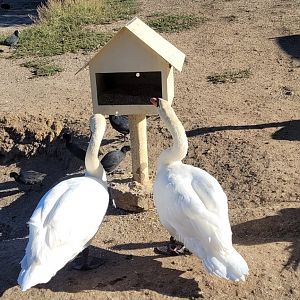 Mute Swans @ Northam WA