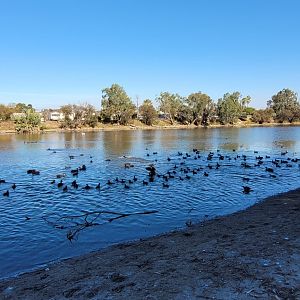 The Avon River @ Northam WA - various waterbirds congregate to breed or feed there