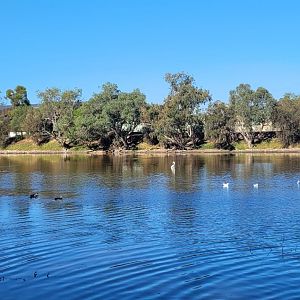 The Avon River @ Northam WA - 1 Mute swan