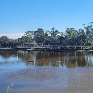 The Avon River @ Northam WA