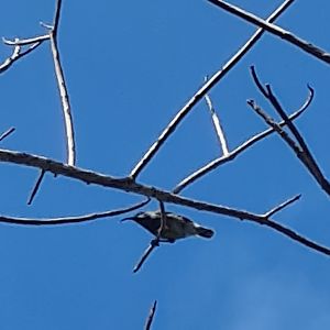 Mahé - Terrible pic of a Seychelles sunbird