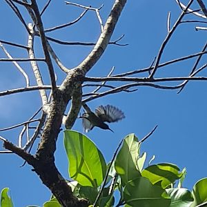 Mahé - Seychelles sunbird taking off