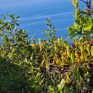 Mahé - Seychelles pitcher plant (Nephentes Pervillei)