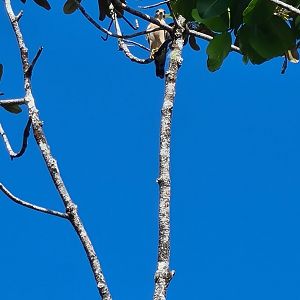 Mahé - Terrible pic of a Seychelles kestrel