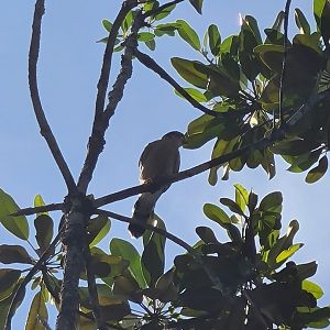 Mahé - Terrible pic of a Seychelles kestrel