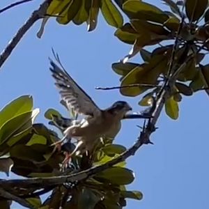 Mahé - Seychelles kestrel taking off