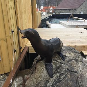 Californian Sea Lion