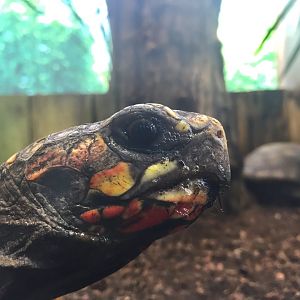 Red-Footed tortoise