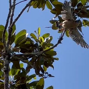 Mahé - Seychelles kestrel taking off