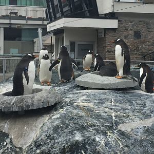 Open-Air Gentoo Penguin Exhibit