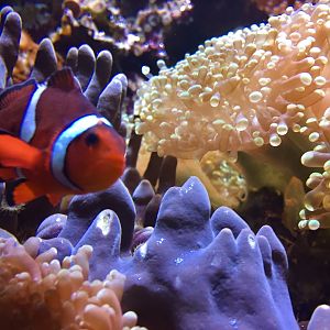 Clownfish among coral