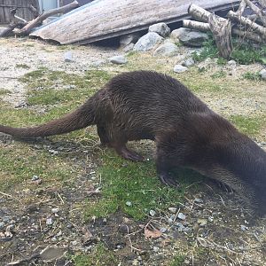 Eurasian Otter