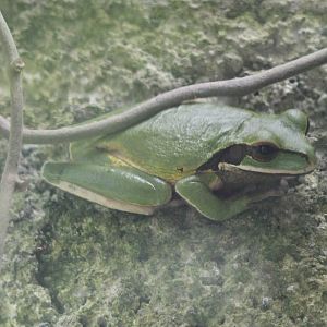 Masked Frog