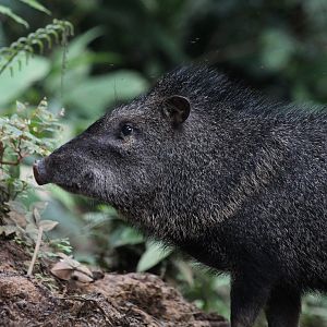 Collared Peccary