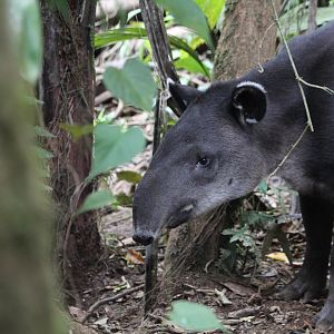 Baird's Tapir