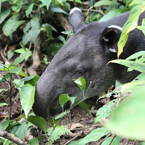 Baird's Tapir