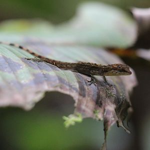 Anole - species?