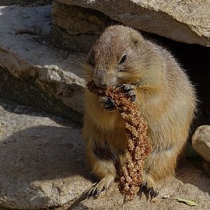 Black-tailed prairie dog (Cynomys ludovicianus) (04/22)