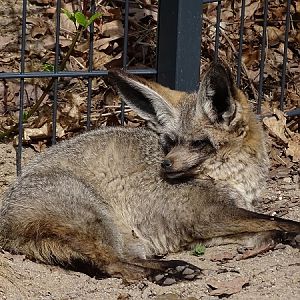 Bat-eared fox (Otocyon megalotis megalotis) (04/22)