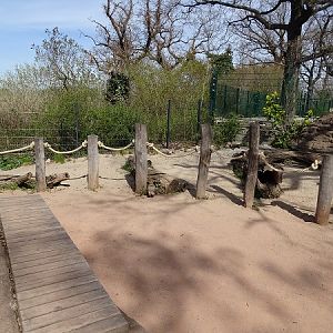 Walk-through enclosure for bat-eared foxes (04/22)