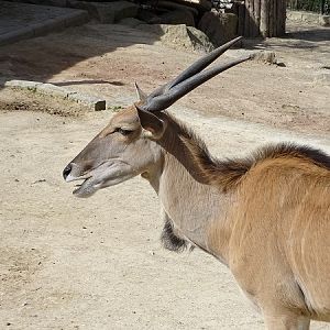 Common eland (Tragelaphus oryx) (04/22)