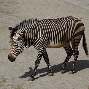 Hartmann's mountain zebra (Equus zebra hartmannae) (04/22)