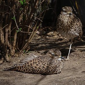 Spotted dikkop (Burhinus capensis)