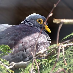 African olive-pigeon (Columba arquatrix)